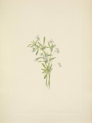 Picture of NORTH AMERICAN WILD FLOWERS 1925 - FIELD VIOLET