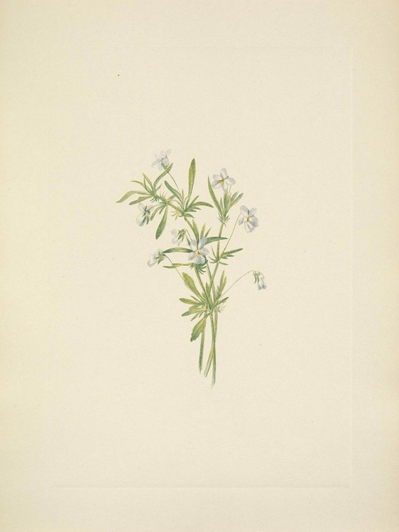 Picture of NORTH AMERICAN WILD FLOWERS 1925 - FIELD VIOLET