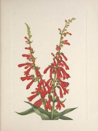 Picture of NORTH AMERICAN WILD FLOWERS 1925 - FIRE PENTSTEMON