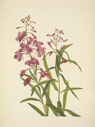 Picture of NORTH AMERICAN WILD FLOWERS 1925 - FIREWEED
