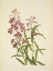Picture of NORTH AMERICAN WILD FLOWERS 1925 - FIREWEED