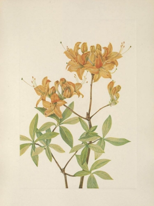 Picture of NORTH AMERICAN WILD FLOWERS 1925 - FLAME AZALEA