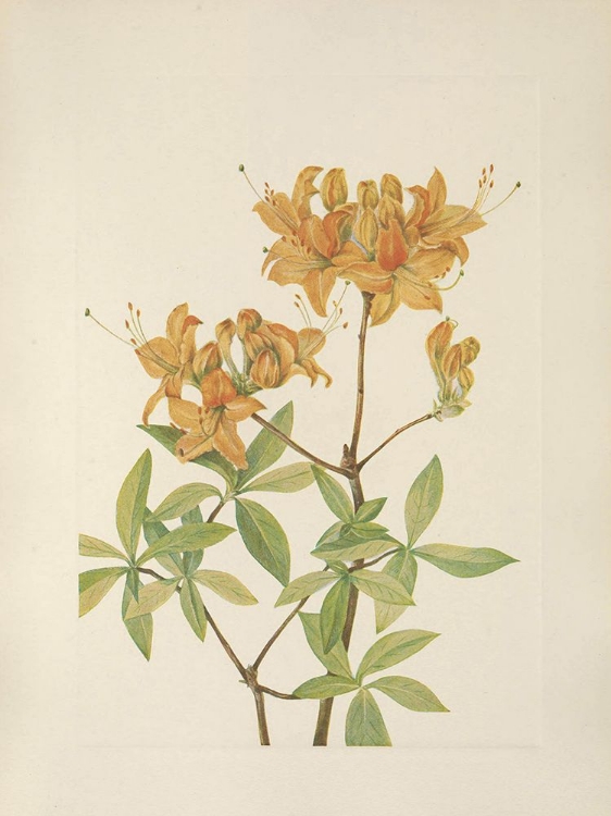 Picture of NORTH AMERICAN WILD FLOWERS 1925 - FLAME AZALEA