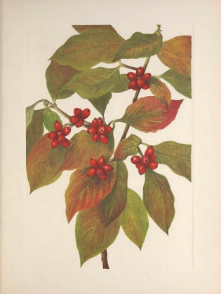 Picture of NORTH AMERICAN WILD FLOWERS 1925 - FLOWERING DOGWOOD FRUIT