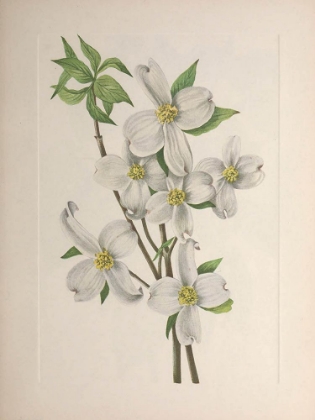 Picture of NORTH AMERICAN WILD FLOWERS 1925 - FLOWERING DOGWOOD