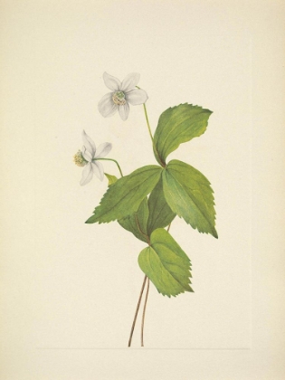 Picture of NORTH AMERICAN WILD FLOWERS 1925 - FOREST ANEMONE