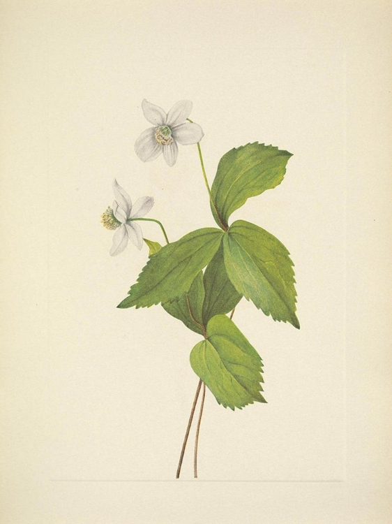 Picture of NORTH AMERICAN WILD FLOWERS 1925 - FOREST ANEMONE
