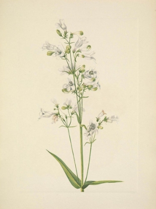 Picture of NORTH AMERICAN WILD FLOWERS 1925 - FOXGLOVE PENTSTEMON