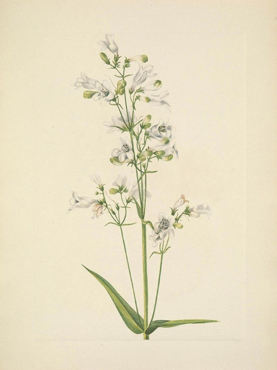 Picture of NORTH AMERICAN WILD FLOWERS 1925 - FOXGLOVE PENTSTEMON