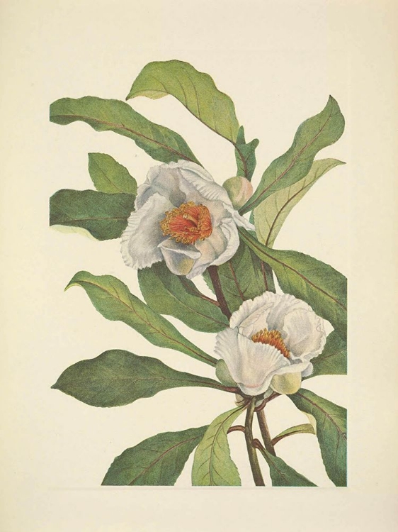 Picture of NORTH AMERICAN WILD FLOWERS 1925 - FRANKLINIA