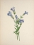 Picture of NORTH AMERICAN WILD FLOWERS 1925 - FRINGED GENTIAN