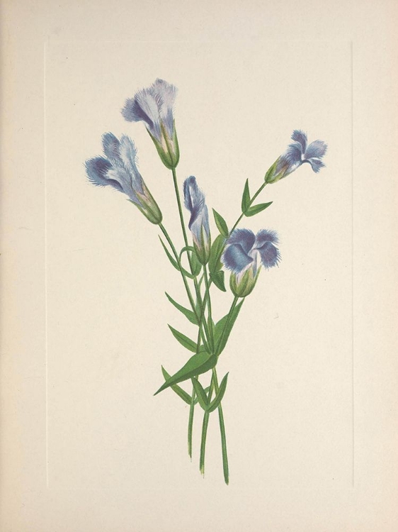 Picture of NORTH AMERICAN WILD FLOWERS 1925 - FRINGED GENTIAN