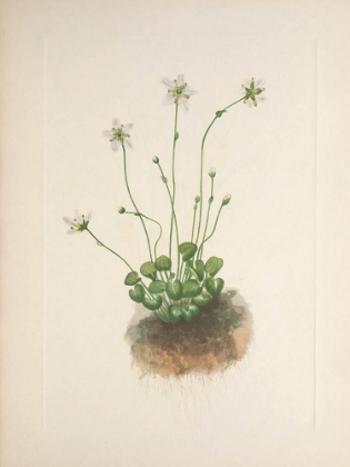 Picture of NORTH AMERICAN WILD FLOWERS 1925 - FRINGED PARNASSIA