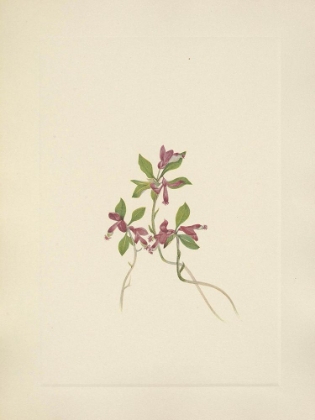 Picture of NORTH AMERICAN WILD FLOWERS 1925 - FRINGED POLYGALA