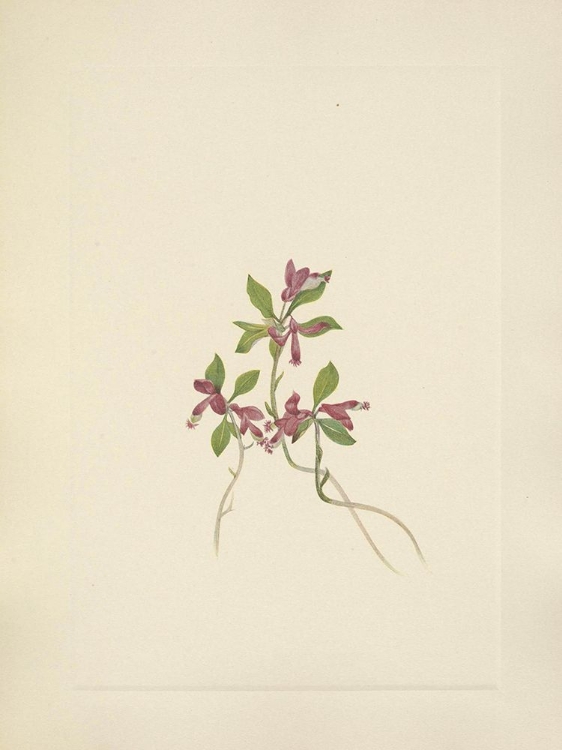 Picture of NORTH AMERICAN WILD FLOWERS 1925 - FRINGED POLYGALA