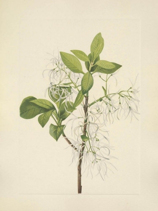 Picture of NORTH AMERICAN WILD FLOWERS 1925 - FRINGETREE