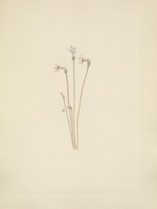 Picture of NORTH AMERICAN WILD FLOWERS 1925 - GHOSTPIPE
