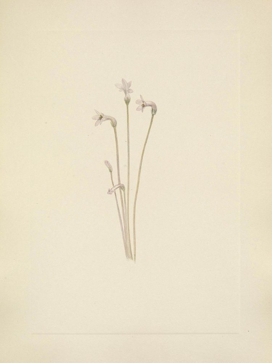 Picture of NORTH AMERICAN WILD FLOWERS 1925 - GHOSTPIPE