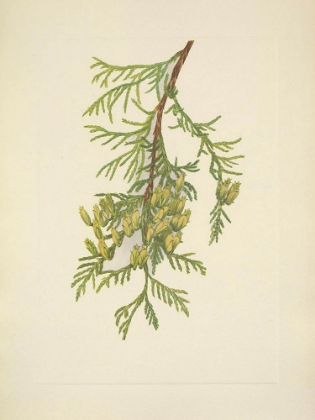 Picture of NORTH AMERICAN WILD FLOWERS 1925 - GIANT ARBORVITAE