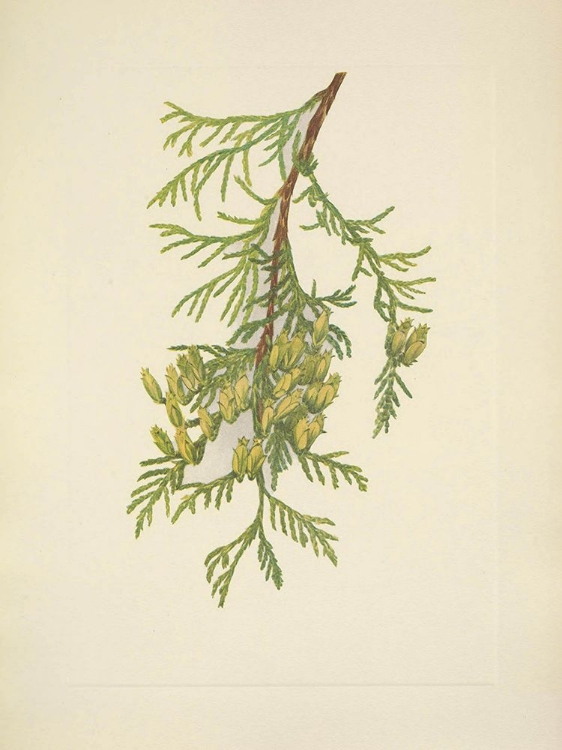 Picture of NORTH AMERICAN WILD FLOWERS 1925 - GIANT ARBORVITAE