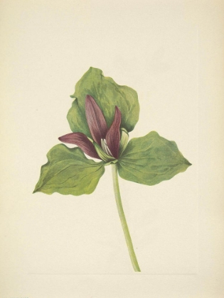 Picture of NORTH AMERICAN WILD FLOWERS 1925 - GIANT TRILLIUM