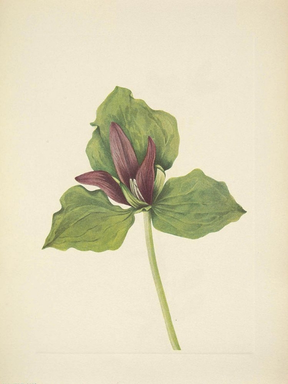 Picture of NORTH AMERICAN WILD FLOWERS 1925 - GIANT TRILLIUM