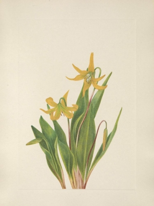 Picture of NORTH AMERICAN WILD FLOWERS 1925 - GLACIERLILY