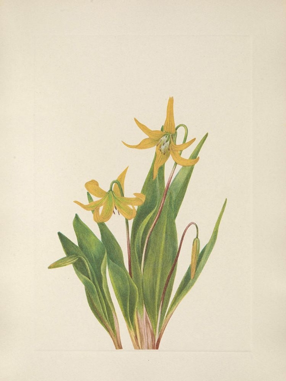 Picture of NORTH AMERICAN WILD FLOWERS 1925 - GLACIERLILY