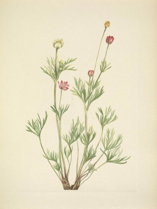 Picture of NORTH AMERICAN WILD FLOWERS 1925 - GLOBE ANEMONE
