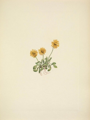 Picture of NORTH AMERICAN WILD FLOWERS 1925 - GOLDEN FLEABANE