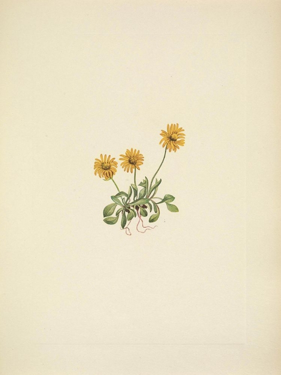 Picture of NORTH AMERICAN WILD FLOWERS 1925 - GOLDEN FLEABANE