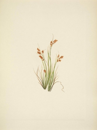 Picture of NORTH AMERICAN WILD FLOWERS 1925 - GOLDEN SEDGE
