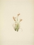 Picture of NORTH AMERICAN WILD FLOWERS 1925 - GOLDEN SEDGE