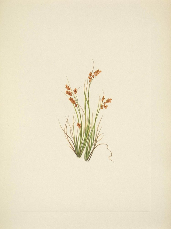 Picture of NORTH AMERICAN WILD FLOWERS 1925 - GOLDEN SEDGE