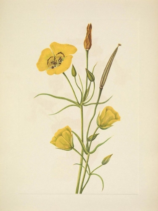 Picture of NORTH AMERICAN WILD FLOWERS 1925 - GOLDENBOWL MARIPOSA