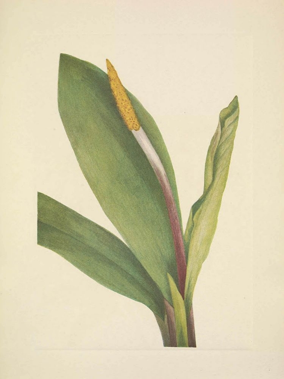 Picture of NORTH AMERICAN WILD FLOWERS 1925 - GOLDENCLUB