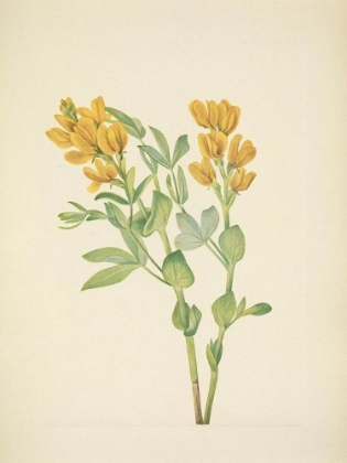 Picture of NORTH AMERICAN WILD FLOWERS 1925 - GOLDENPEA