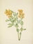 Picture of NORTH AMERICAN WILD FLOWERS 1925 - GOLDENPEA