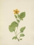 Picture of NORTH AMERICAN WILD FLOWERS 1925 - GOLDENSTAR
