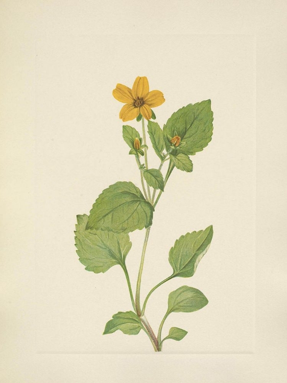 Picture of NORTH AMERICAN WILD FLOWERS 1925 - GOLDENSTAR