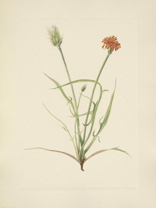 Picture of NORTH AMERICAN WILD FLOWERS 1925 - GRASSLEAF AGOSERIS