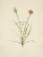 Picture of NORTH AMERICAN WILD FLOWERS 1925 - GRASSLEAF AGOSERIS