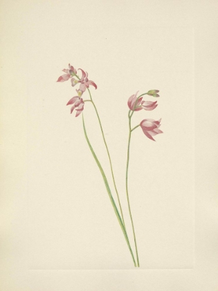 Picture of NORTH AMERICAN WILD FLOWERS 1925 - GRASS-PINK ORCHID