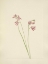 Picture of NORTH AMERICAN WILD FLOWERS 1925 - GRASS-PINK ORCHID