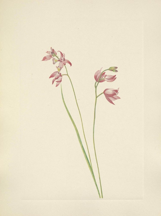 Picture of NORTH AMERICAN WILD FLOWERS 1925 - GRASS-PINK ORCHID