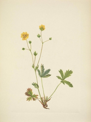 Picture of NORTH AMERICAN WILD FLOWERS 1925 - GRAYLEAF FIVEFINGER