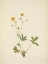 Picture of NORTH AMERICAN WILD FLOWERS 1925 - GRAYLEAF FIVEFINGER