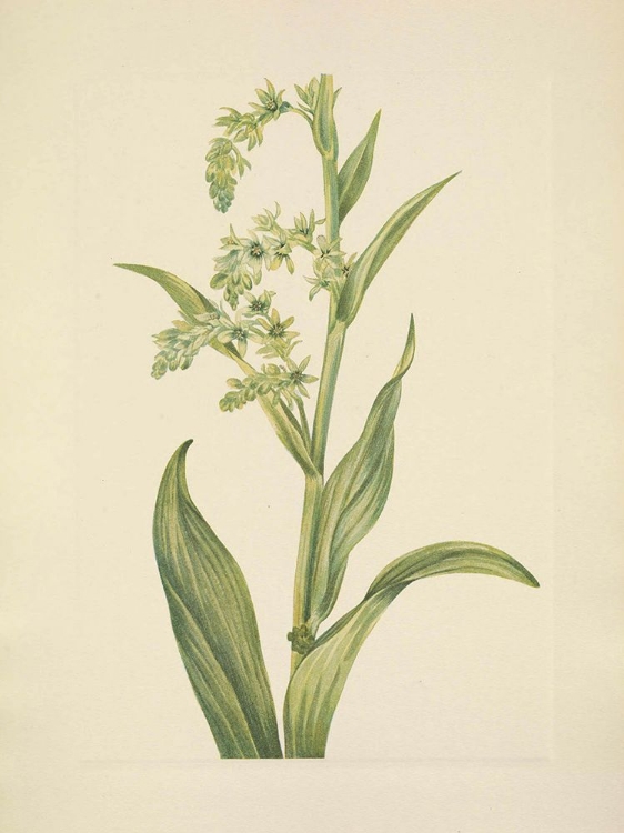 Picture of NORTH AMERICAN WILD FLOWERS 1925 - GREEN BEARCABBAGE