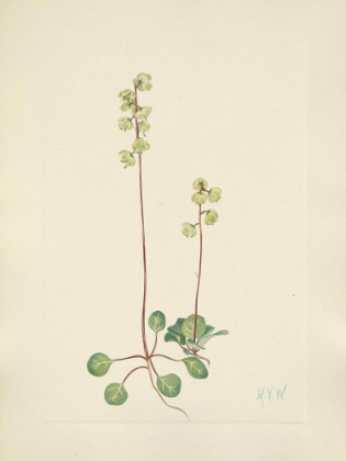 Picture of NORTH AMERICAN WILD FLOWERS 1925 - GREEN PYROLA