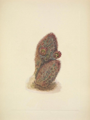 Picture of NORTH AMERICAN WILD FLOWERS 1925 - GREEN STRAWBERRY CACTUS